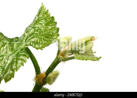 Jeunes pousses de raisin blanc. Vue latérale. Photo haute résolution. Profondeur de champ complète. Banque D'Images