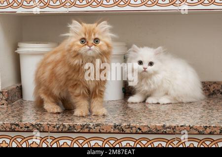 Deux petits chiots de chatons persans blancs et orange dans la cuisine Banque D'Images