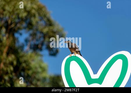 Australian Common Myna (Acridotheres tristis) perçant sur un panneau à Sydney, Nouvelle-Galles du Sud, Australie (photo de Tara Chand Malhotra) Banque D'Images