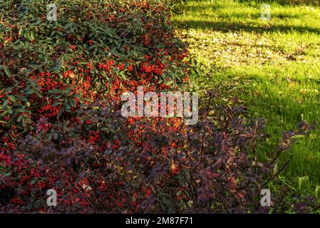 Haies avec une grande quantité de baies rouges et de l'herbe entre les chemins pavées dans un parc urbain baigné par quelques rayons de soleil Banque D'Images