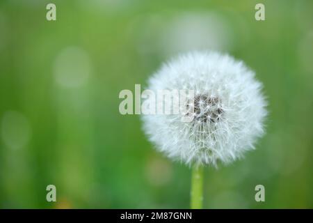 Fermé Bud d'un pissenlit. Pissenlit fleurs blanches dans l'herbe verte. Photo haute résolution. Mise au point sélective. Banque D'Images