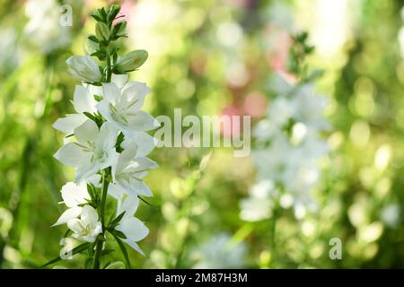 Campanula latifolia alba plante blanche géante de bellflower. Est latin pour « Little Bell ». En russe, il s'appelle kolokolchik. En ukrainien, il s'appelle Dzvo Banque D'Images