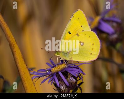 Gros plan d'un papillon Orange Sulphur se nourrissant d'une fleur d'aster de la Nouvelle-Angleterre Banque D'Images