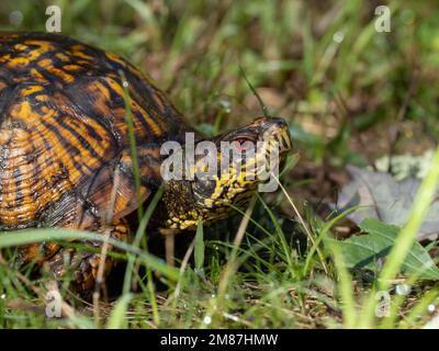 Tortue américaine au milieu de l'herbe Banque D'Images