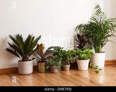 Intérieur élégant de avec beaucoup de différentes plantes de maison intérieur avec des plantes dans la salle de séjour sur le sol. Composition des plantes de jardin industrielles gre Banque D'Images