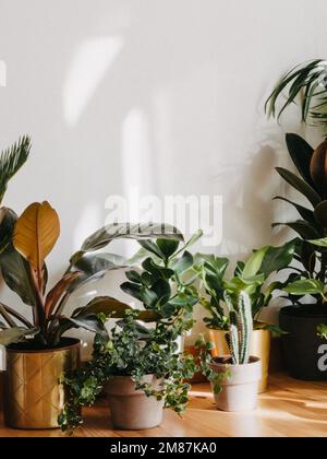 Intérieur élégant de avec beaucoup de différentes plantes de maison intérieur avec des plantes dans la salle de séjour sur le sol. Composition des plantes de jardin industrielles gre Banque D'Images