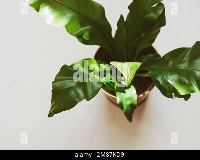 Asplenium antiguum houseplant dans pot de plante dorée sur fond clair. Vue de dessus Banque D'Images