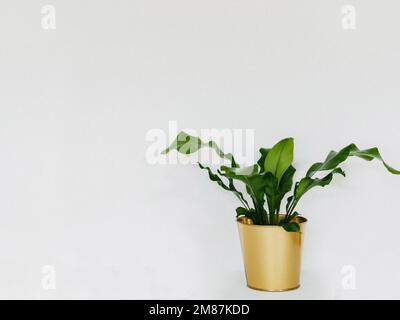 Asplenium antiguum houseplant dans pot de plante dorée sur fond blanc. Vue avant. Copier l'espace Banque D'Images