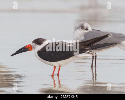 Gros plan d'un skimmer noir reposant sur une plage humide avec un mouette rigolo endormi derrière Banque D'Images