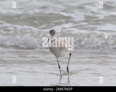 Gros plan d'un Willet occidental en plumage hivernal basique pataugant dans les vagues au bord de l'eau Banque D'Images