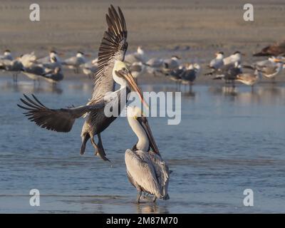 Un pélican brun venant atterrir à côté d'un deuxième pélican brun debout sur une plage avec un troupeau mixte de mouette et de terne en arrière-plan Banque D'Images