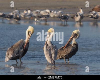 Un groupe de trois pélicans bruns se préparant sur une plage avec un troupeau mixte de mouettes et de sternes en arrière-plan Banque D'Images