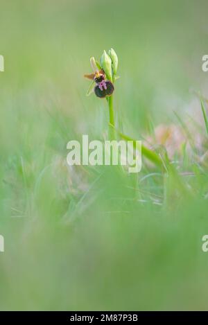 Orchid à araignée unique Ophrys sphègodes dans une prairie au printemps sud-ouest de la France Banque D'Images