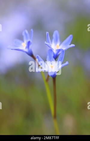 Scilla forbesii, communément connue sous le nom de gloire de la neige de Forbes, fleur du début du printemps de Finlande Banque D'Images