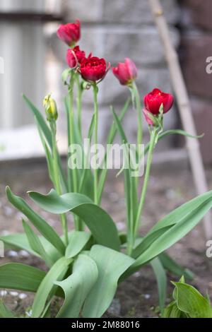 Mise au point sélective. Beaucoup de tulipes rouges poussent dans le jardin avec des feuilles vertes. Arrière-plan flou. Une fleur qui pousse parmi l'herbe par une chaude journée ensoleillée Banque D'Images