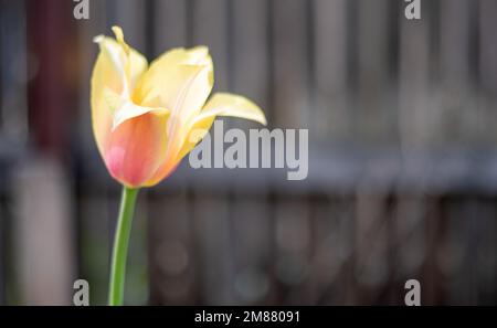Foyer sélectif d'une tulipe jaune dans le jardin avec des feuilles vertes. Arrière-plan flou. Une fleur qui pousse parmi l'herbe par une chaude journée ensoleillée Banque D'Images