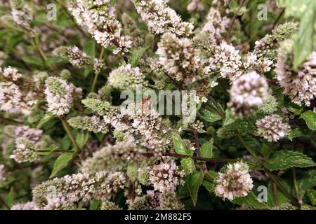 Schölberg (Mentha) oder Menzmotte auf einer Minze (Mentha) Banque D'Images