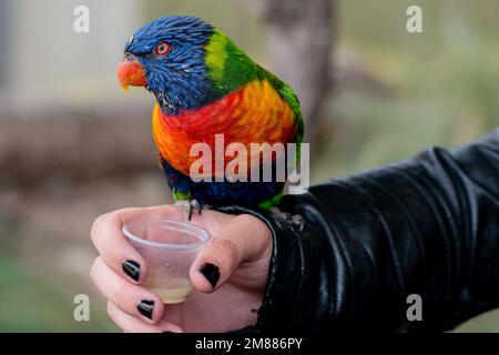 Un Lorikeet arc-en-ciel sur le bras de la personne tenant le pot de nectar pour l'alimentation Banque D'Images