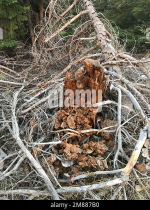 Tailler des arbres et des bois morts dans la forêt du parc national d'Aladaglar à Nigde, Turquie. Banque D'Images