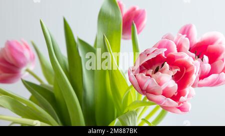 Bouquet frais de tulipes roses dans un vase en verre transparent sur fond blanc avec espace de copie Banque D'Images