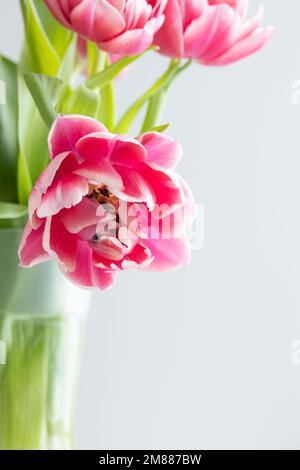 Bouquet frais de tulipes roses dans un vase en verre transparent sur fond blanc avec espace de copie Banque D'Images