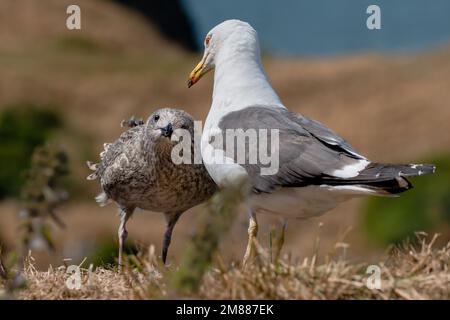 Mouette adulte et gargoule juvénile regardant la caméra Banque D'Images