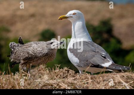 Mouette adulte avec gargoule juvénile Banque D'Images