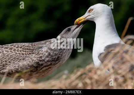 Mouette adulte alimentant la goéland juvénile Banque D'Images