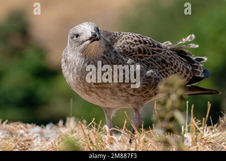 Jeune gull au soleil Banque D'Images