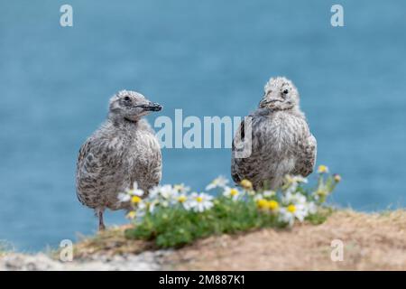 Deux goélands molletonnés sur la falaise Banque D'Images