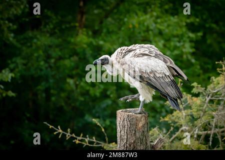 Vautour blanc perchée sur un tronc d'arbre montrant une membrane nictitante dans l'œil Banque D'Images