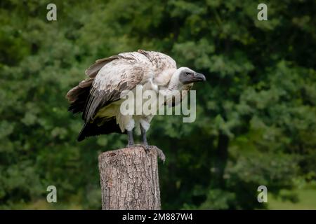 Vautour blanc perchée sur un tronc d'arbre Banque D'Images