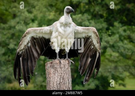 Vautour blanc perchée sur un tronc d'arbre avec des ailes larges Banque D'Images