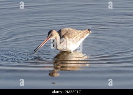 Godoul à queue noire (Limosa limosa), un visiteur hivernal originaire d'Islande, pêchant dans l'estuaire de la Timoleague, à l'ouest du Cork, en Irlande. Banque D'Images