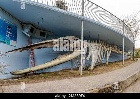Squelette d'une Baleine à Fin (Balaenoptera physalus) à Kilbrittain, West Cork, Irlande. Banque D'Images