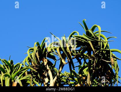 Partie supérieure d'Aloe Barberae originaire d'Afrique du Sud ou Aloe d'arbre contre un ciel bleu clair; feuilles vertes et espace de copie. Banque D'Images