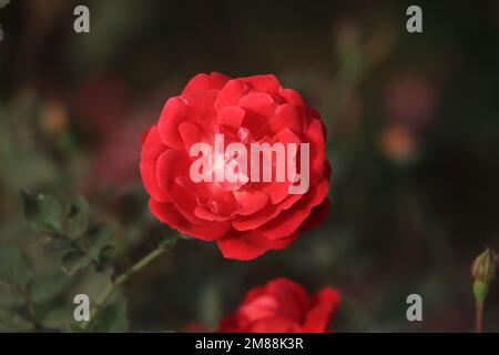 Roses rouges en aérosol. Feuilles vertes sur les branches, buissons de roses brillantes en fleurs le jour ensoleillé. Banque D'Images