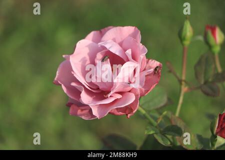 Photo macro d'extérieur rose fleur rose Banque D'Images