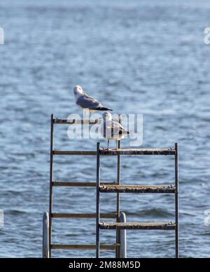 Gros plan du mouette sur un poteau en bois Banque D'Images