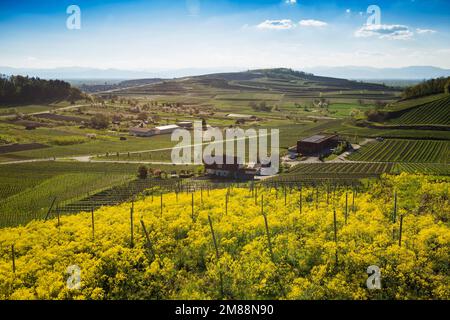 Vue sur le village et les vignobles, Bischoffingen, Kaiserstuhl, Haut Rhin, Forêt Noire, Bade-Wurtemberg, Allemagne Banque D'Images