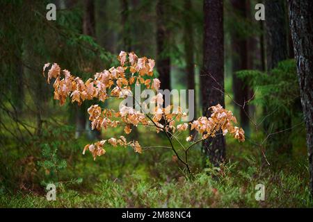 Jeune chêne anglais (Quercus robur) avec feuillage brun dans une forêt, Bavière, Allemagne Banque D'Images