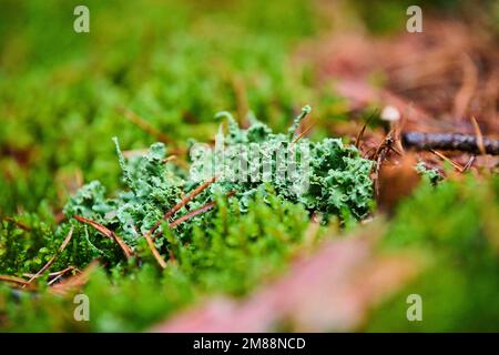 Gros plan d'un lichen à capot de moine (Hypogymnia physodes), Bavière, Allemagne Banque D'Images