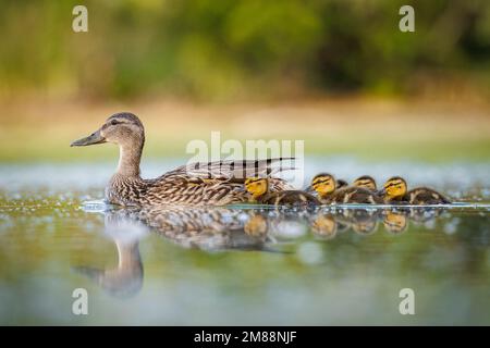 Canard colvert (anas platyrhynchos) poule nageant dans l'étang avec ses canetons Colorado, Etats-Unis Banque D'Images