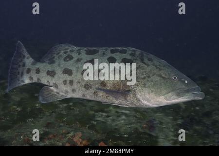 Mérou de pommes de terre (Epinephelus tukula) au-dessus du récif. Site de plongée Protea Banks, Margate, KwaZulu Natal, Afrique du Sud, Afrique Banque D'Images