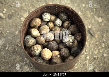 Les candélenuts récoltés (Aleurites moluccana), connus sous le nom de kemiri en Indonésie; sont photographiés devant une maison dans le village indigène de Praijing à Tebara, Waikabubak, West Sumba, île de Sumba, dans la province orientale de Nusa Tenggara en Indonésie. Banque D'Images