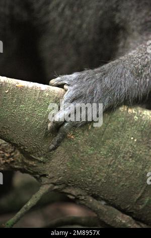 Main d'un macaque Sulawesi à crête noire (Macaca nigra), un homme alpha, dans la réserve naturelle de Tangkoko, au nord de Sulawesi, en Indonésie. Son index a perdu, trébuchement par l'escarre de poacher. Banque D'Images