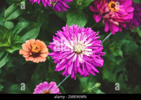 Zinnia rose fleurs violettes dans le jardin, en fleurs zinnies gros plan Banque D'Images