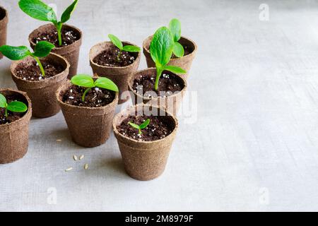 Dans des pots biodégradables cultivant le semis de concombre. Banque D'Images