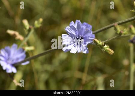 fleur bleue sauvage dans le champ Banque D'Images