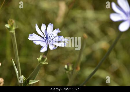 fleur bleue sauvage dans le champ Banque D'Images